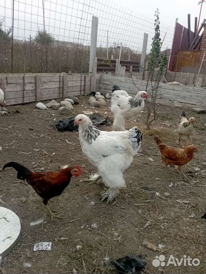 Куры и петухи брама