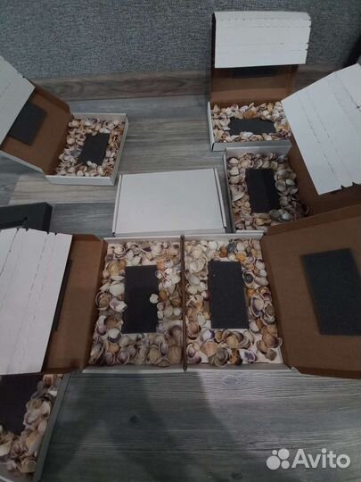 Морские ракушки