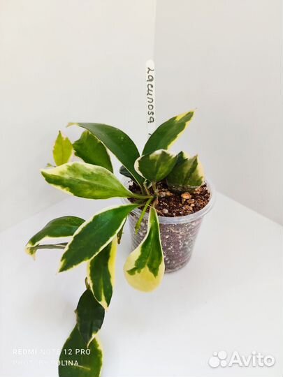 Хойя Lacunosa Asami