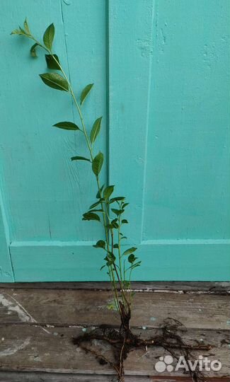 Саженцы вишни,двухлетки