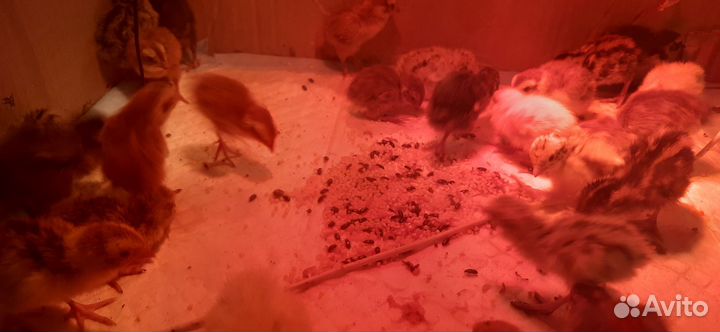 Перепелиный помет