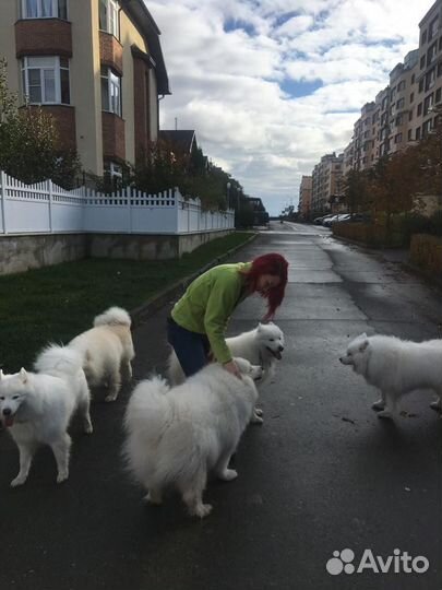 Передержка собак