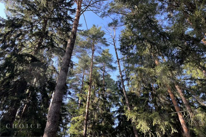 Участок 55 сот. (ИЖС)