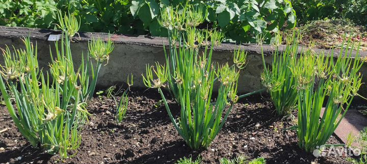 Лук многоярусный, шнитт, слизун, чеснок