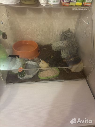 Улитки ахатины