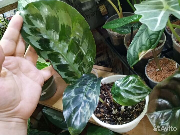 Калатея Ктенанта