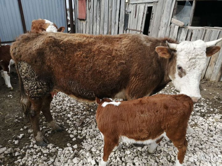 Коровы с телятами