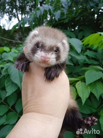Хорьки из питомника Fomina