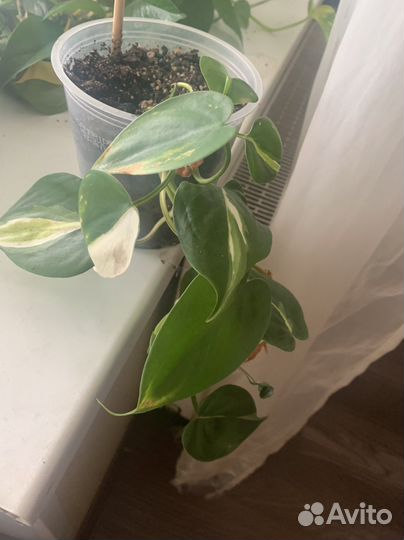 Филодендрон