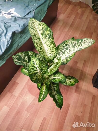 Диффенбахия Сегуина Ами