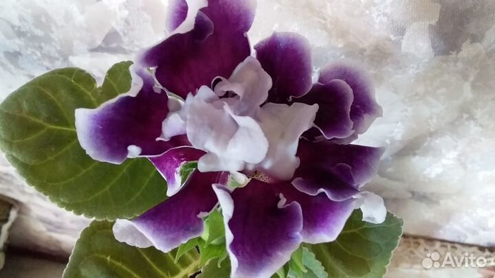 Комнатные растения цветы