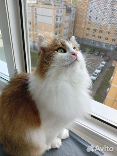 Кошка в дар