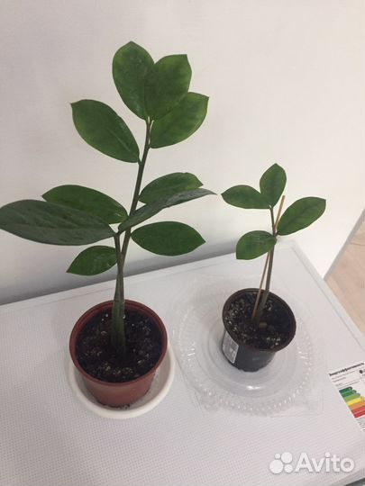 Замиокулькас