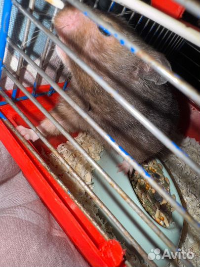 Хомяк сирийский