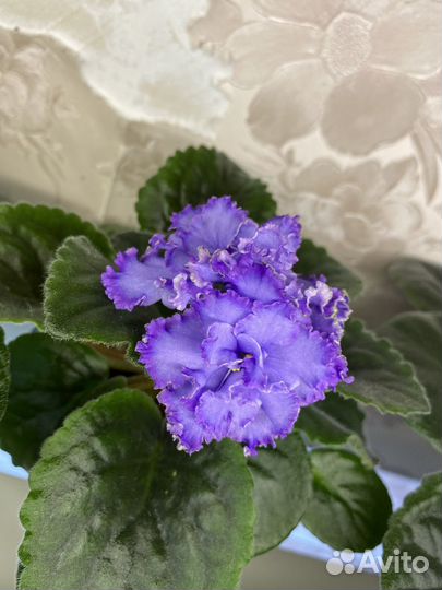 Фиалка детки, лист свежий срез