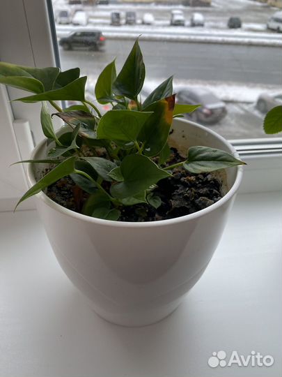 Комнатные растения цветы