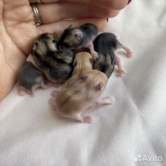 Джунгарские хомяки ручные малыши