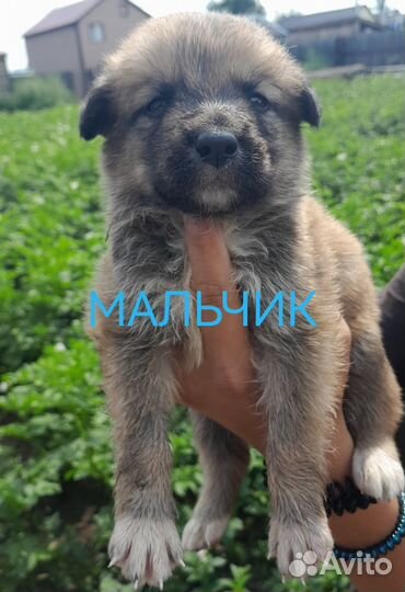 Щенки в добрые руки мальчики и девочки