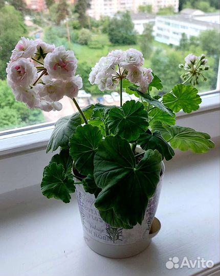 Пеларгония April Snow