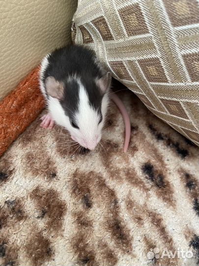 Крысята дамбо