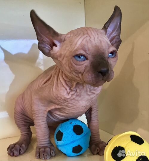 Котёнок Двельф Лонг голубые глаза Сфинкс