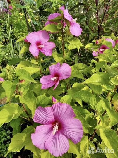 Гибискус травяной многолетка