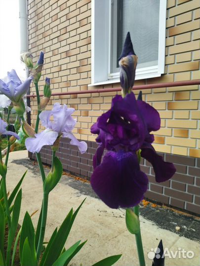 Ирисы бородатые сортовые