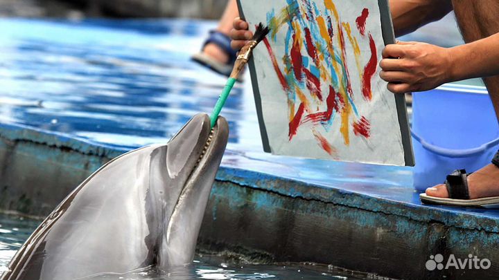 Картина нарисованная дельфином