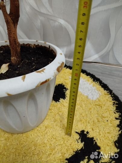 Фикус бенджамина