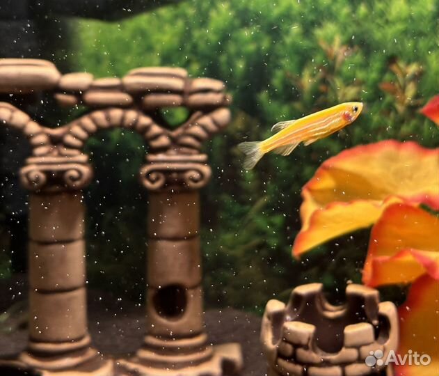 Аквариумные рыбки данио