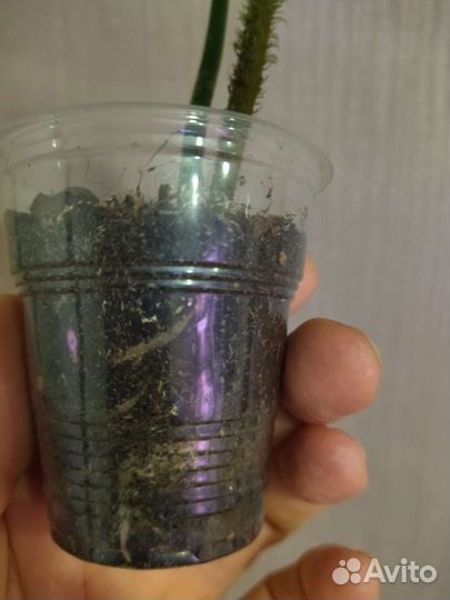 Филодендрон бородавчатый