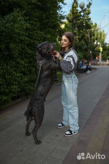 Кане корсо для фото