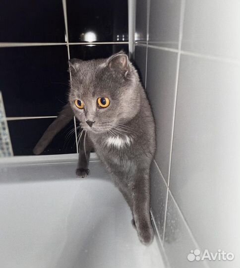 Отдаю в добрые руки. Домашняя кошечка