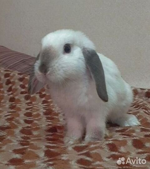 Кролик вислоухий