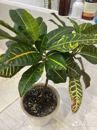 Кодиеум кротон