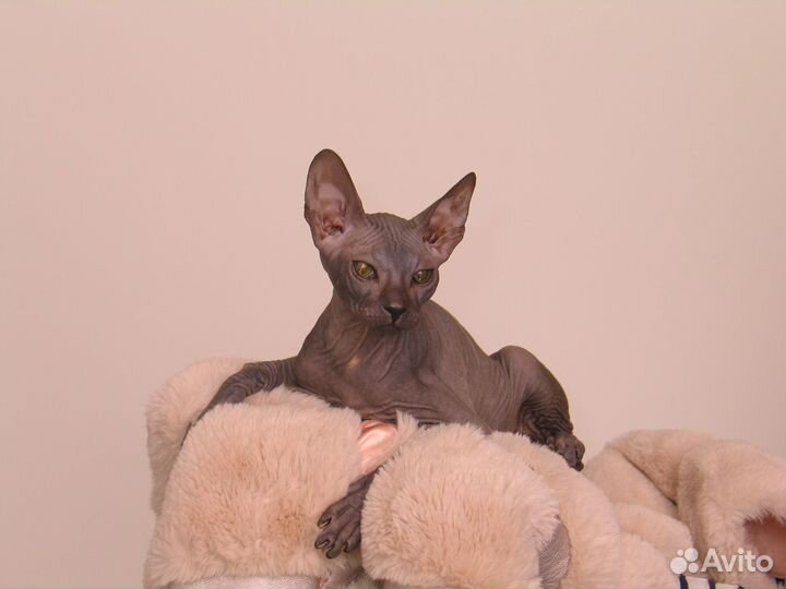 Котята Донской Сфинкс. Питомник
