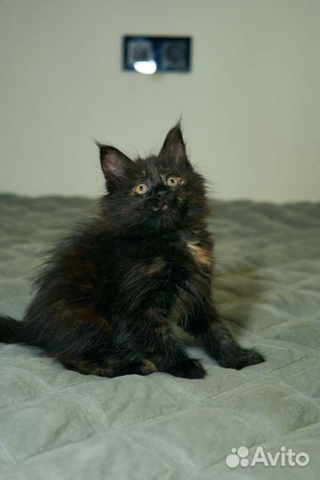 Котята мейн-кун
