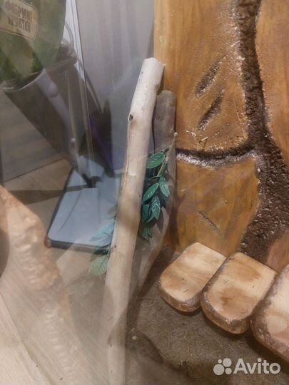 Террариум для эублефара