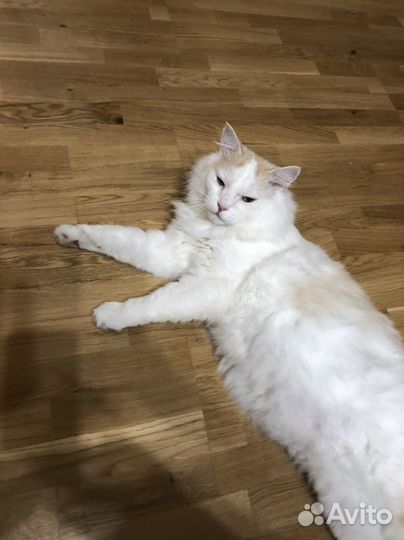 Отдам кота в добрые руки