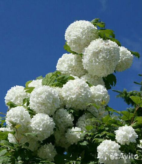 Калина Бульденеж