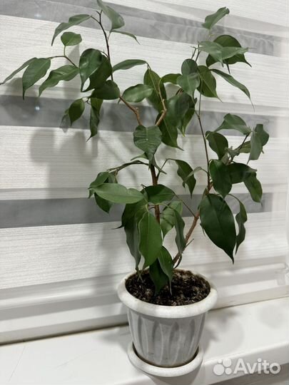 Фикус бенджамина