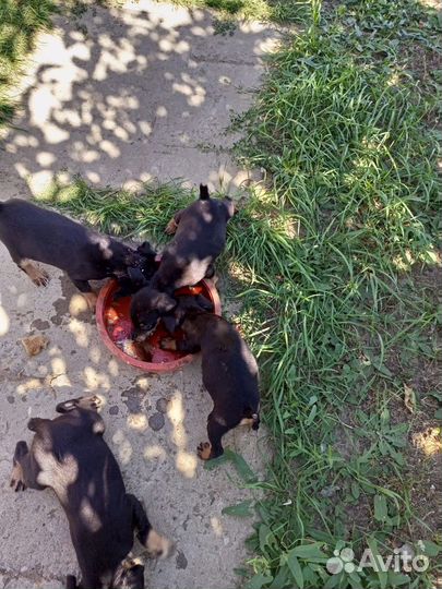 Щенки ягдтерьера