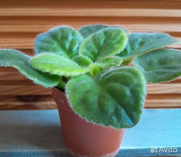 Молодая фиалка Мелодия дождя