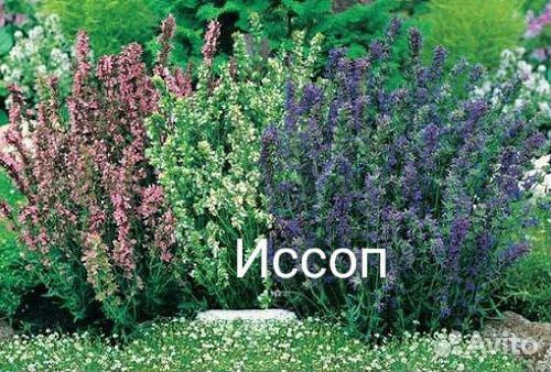 Рассада лаванды