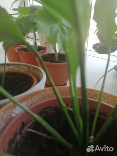 Спатифиллум