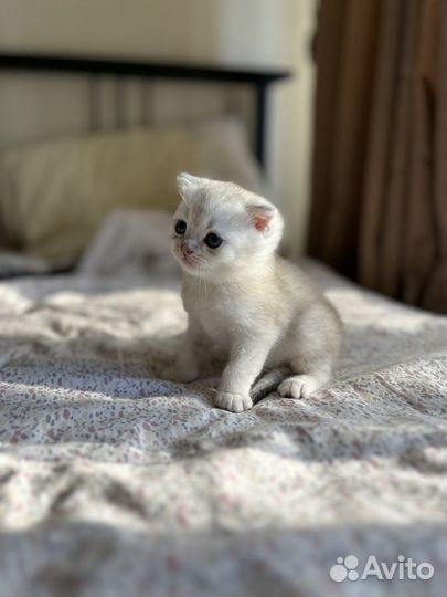 Шотландские котята