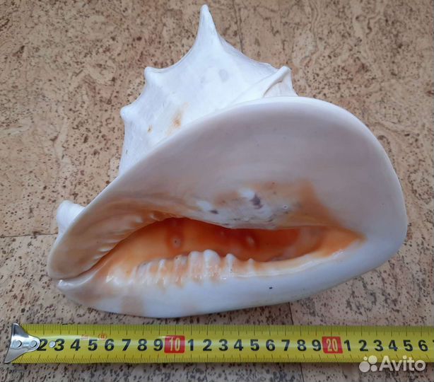 Ракушки Раковины морские крупные