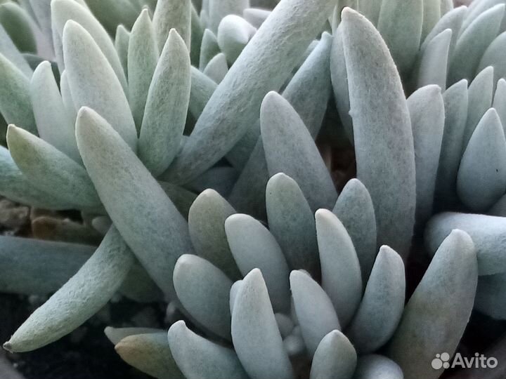 Суккуленты 3