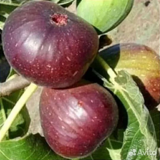 Чапла, Закавказский розовый, Брунсвик