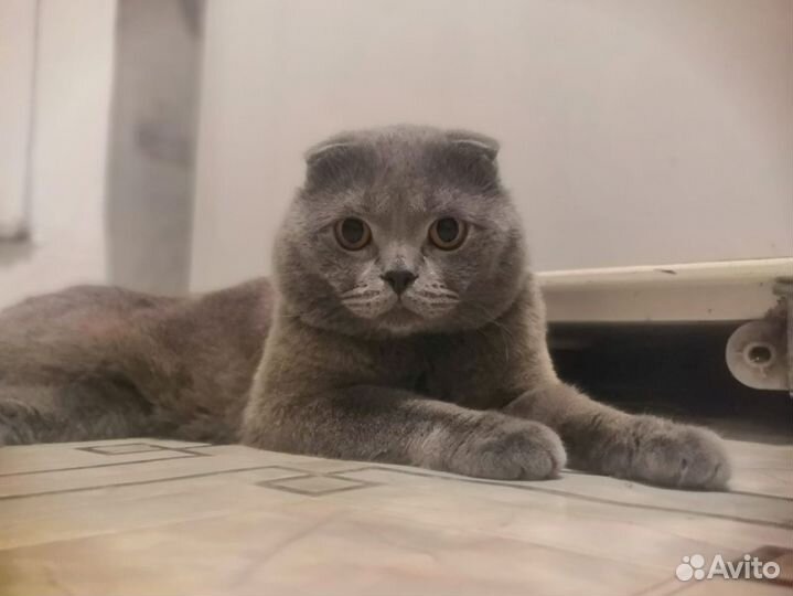 Шотландский кот вязка случка